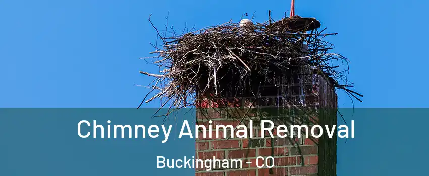Chimney Animal Removal Buckingham - CO