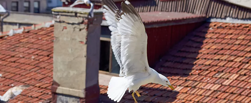 Residential Chimney Animal Removal Solution in Buckingham, CO